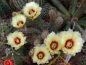 Preview: Echinocereus papillosus